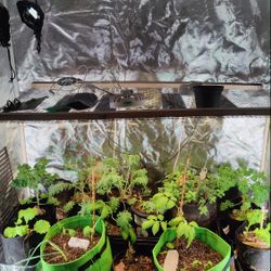 iPower Grow Tent 4' x 2'