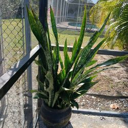 Snake Plant