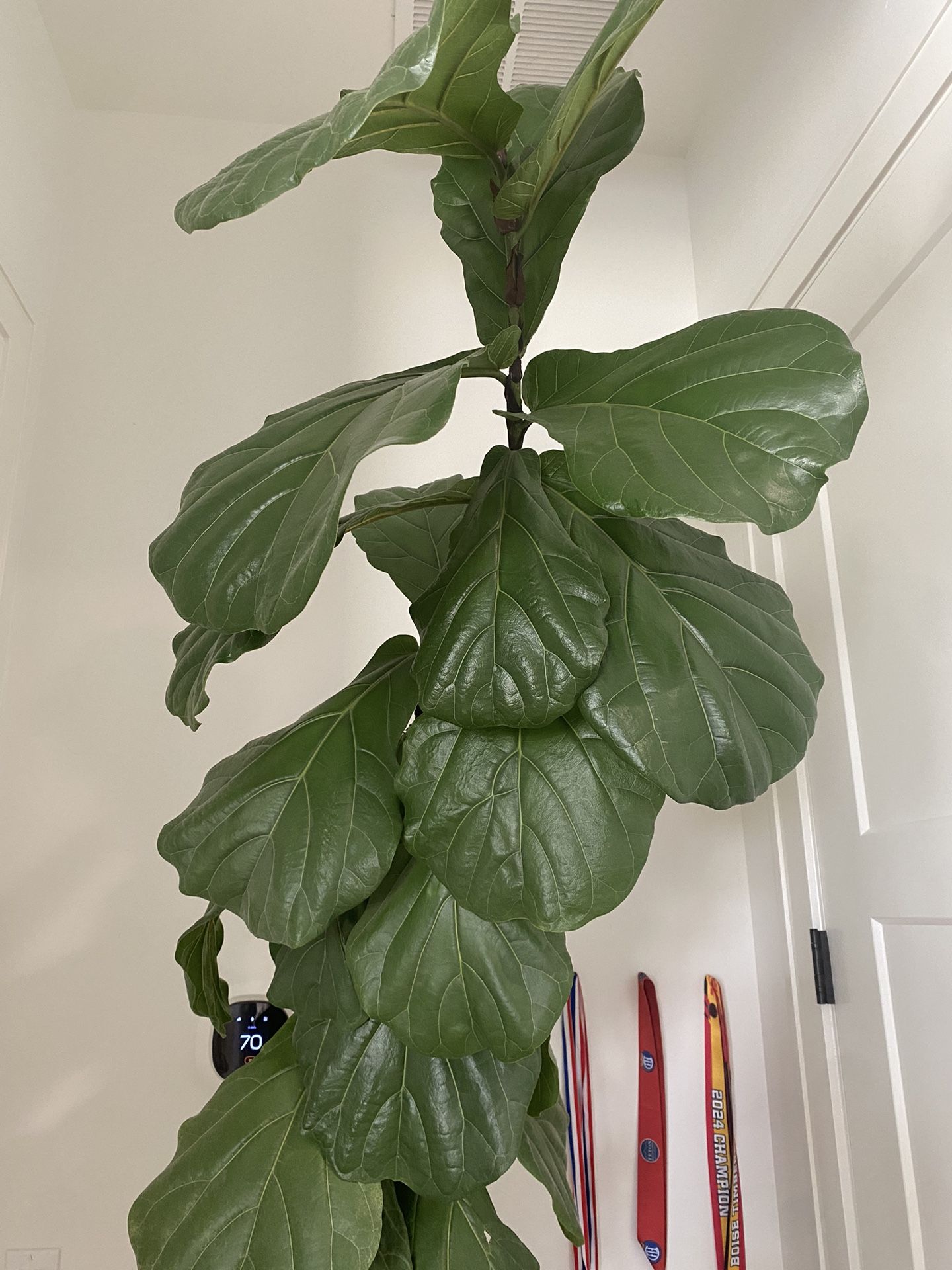 Fiddle Leaf Fig Tree Plant