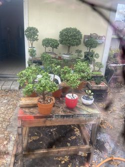 Jade 
