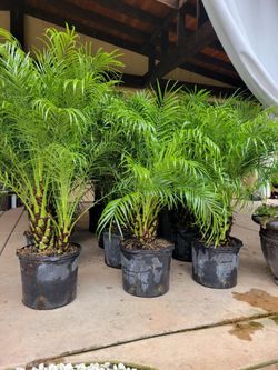 Pigmy Dates Palma Trees $65  Each 