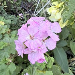 Geranium Flower Plant 