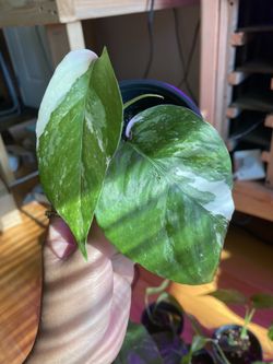  Epipremnum pinnatum variegated Albo