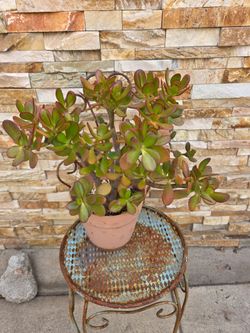 Beautiful jade Plant