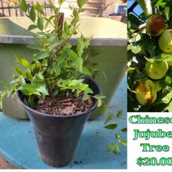 Chinese Jujube Tree 