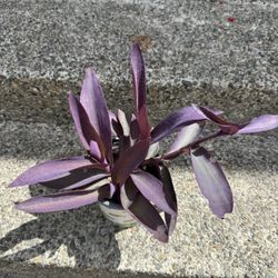 Purple Heart 💜 Tradescantia Plant Indoor Deep Color 