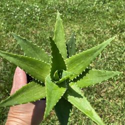 T Rex Aloe