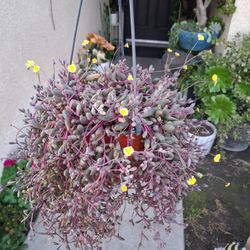 Strings of Ruby Necklaces Plant $25