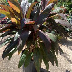 Hawaiian TI Cordyline Plant 