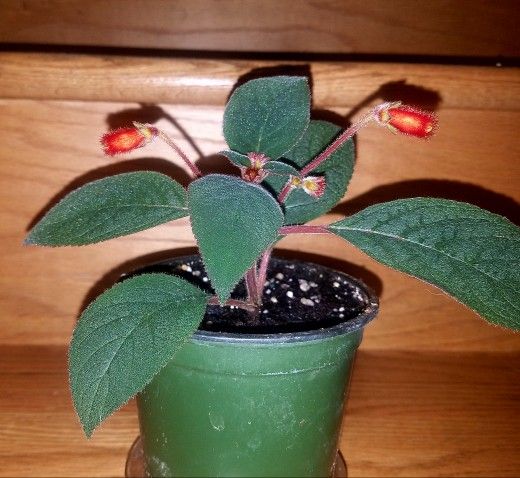 Kohleria Fuzzy Leaves Red Flower Indoor Plant