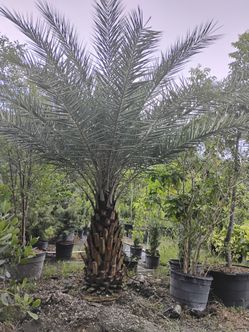 Sylvester Palm Tree $200 per ft trunk