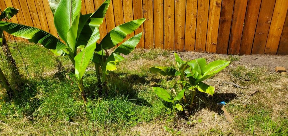 Banana Tree