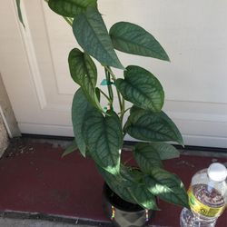 Beautiful Cebu Blue Pothos & Monstera Siltepecana Plant for Sale in  Irwindale, CA - OfferUp