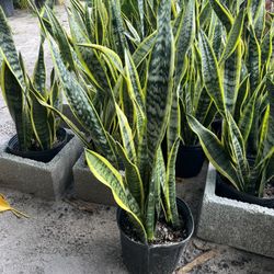 Laurentii & Zeylanica In 3 gls Pot. SPECIAL PRICE🤩