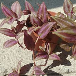 Wandering Jew plant, $5