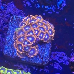 Zoa Colony Display Decor