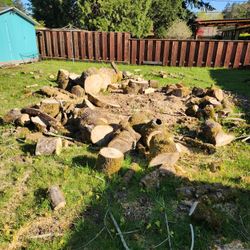 Free Maple Firewood 