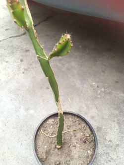 Cactus