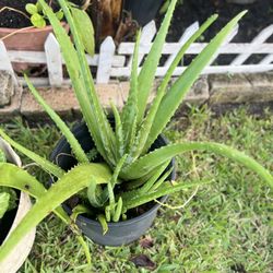 Large Healthy Aloe Vera Plant – Easy Care