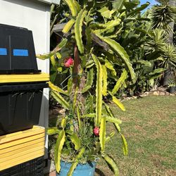 Dragon Fruit Trees
