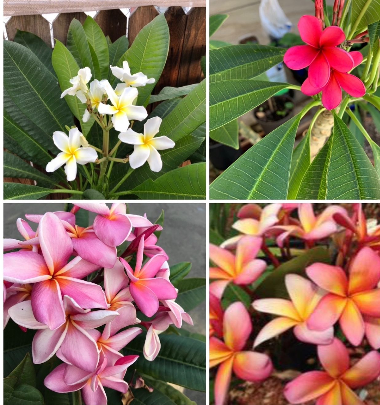 Plumeria Plant . In A 1 Gallon Pot Flower Is From Mother Plant