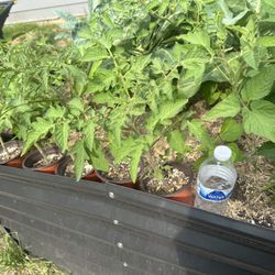 Tomato Plants 