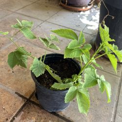 Raspberry Plants In Gallon Pot