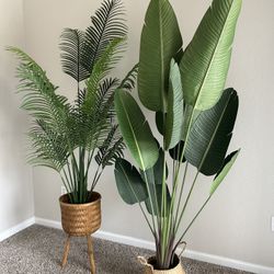 Plant decor (5-6ft) 