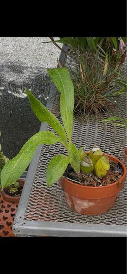 Orchid grammatophyllum