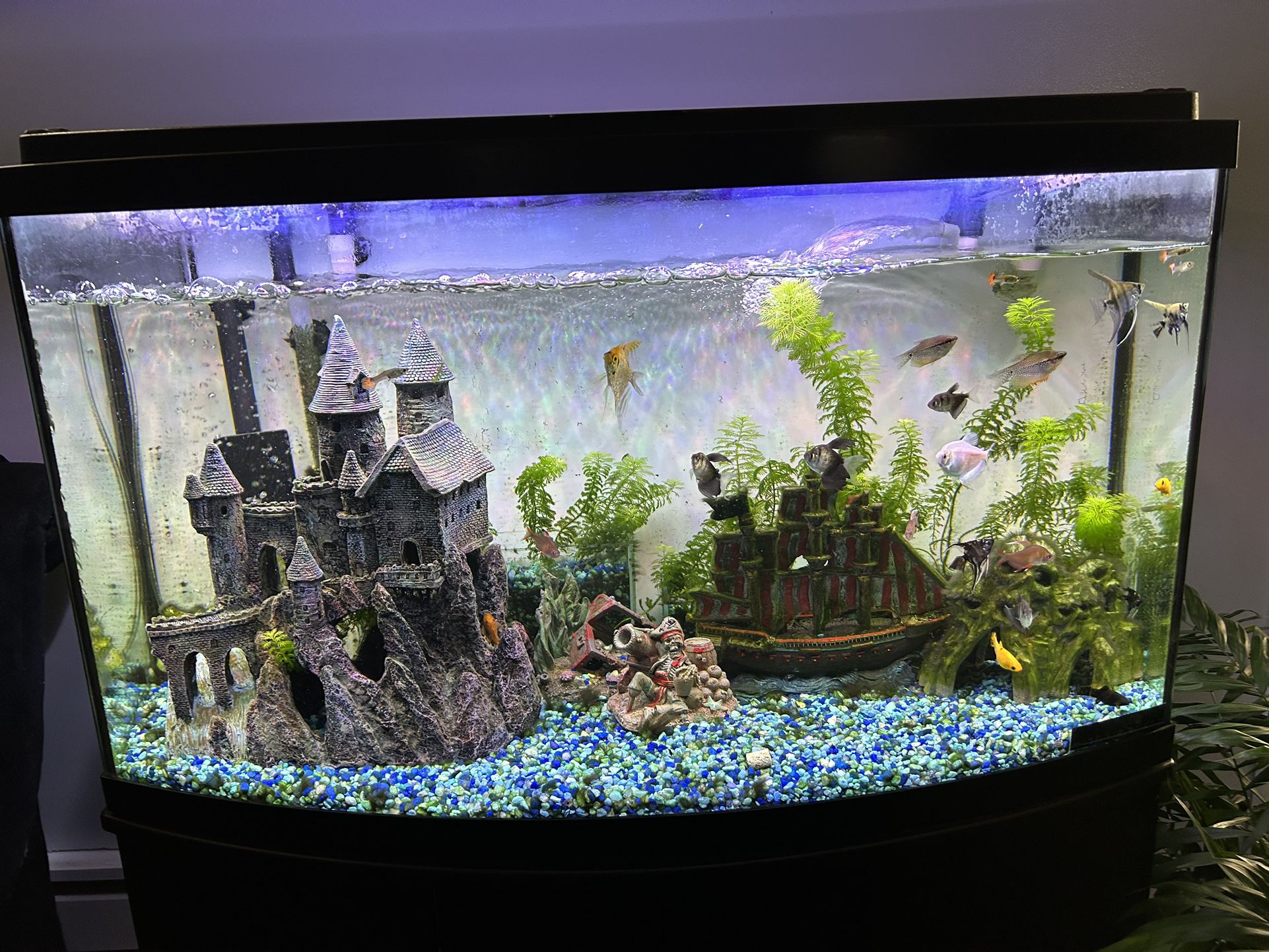 60 Gallons Fish Tank In