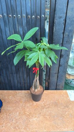 small chinese money tree for indoor
