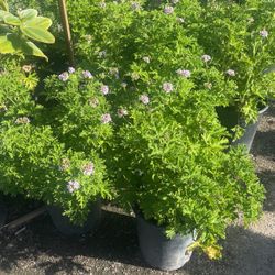 Citronella