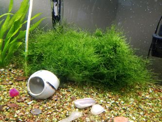 Christmas moss