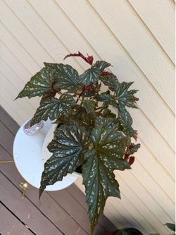 Angel wing begonia