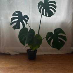 Monstera Plant