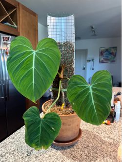 gloriosum philodendron