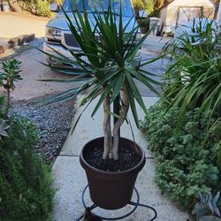 DRACAENA PLANT IN 12" PLASTIC POT
