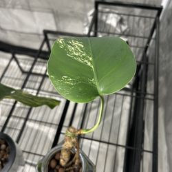 Monstera Mint Cutting $40
