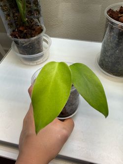 Monstera albo mid cut, FREE WITH PURCHASE OVER $25