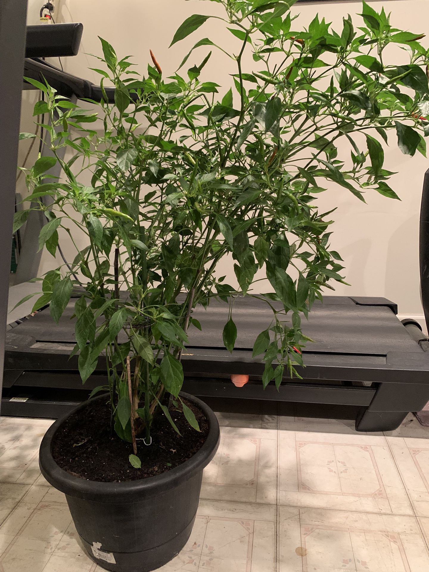 2 Ft And 1 Ft Thai chilli Pepper Plants