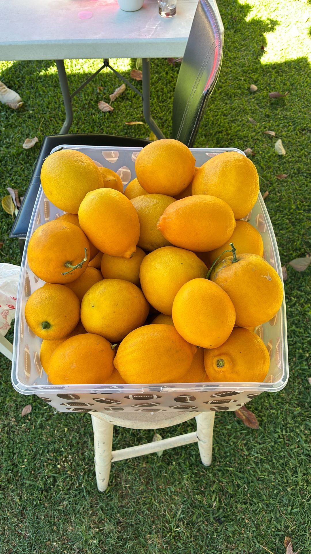 Organic Meyer Lemons 2 For $1