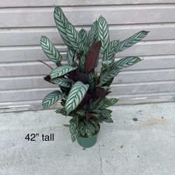 8” Calathea Setosa 42” Tall