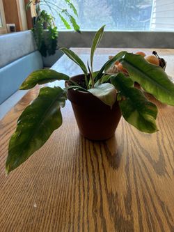 philodendron