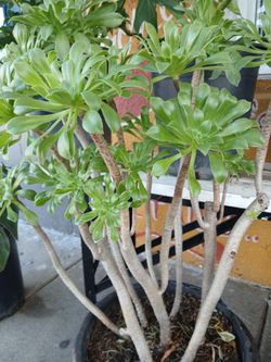 Irish Rose Plant / Planter 