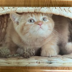 Tempered Glass Cutting Board - Orange Cat
