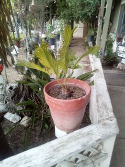 Sago Palm – Easy Care Tropical Plant
Palma de Sagú – Planta Tropical de Fácil Cuidado