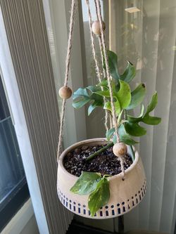 Hanging Pot Monstera