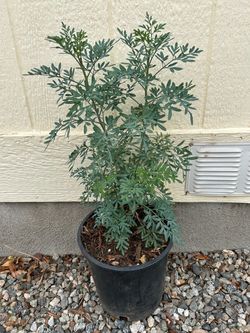 Rue Ruda plant in 3 gl