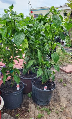 Carolina reaper pepper plant