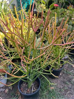 Succulent plants